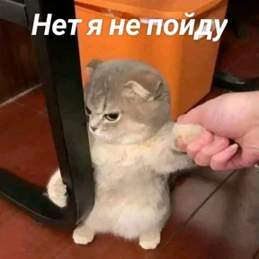 Стикербум_кошки №70