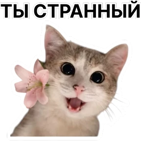 Стикербум_кошки №81