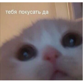 Котики №4
