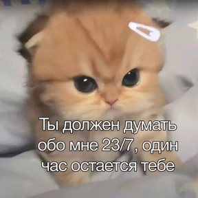 Котики №30