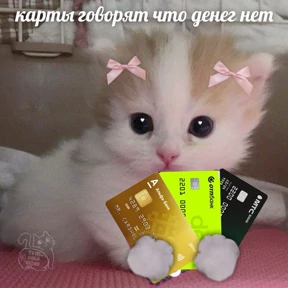 Котики №28