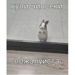 Котики №35