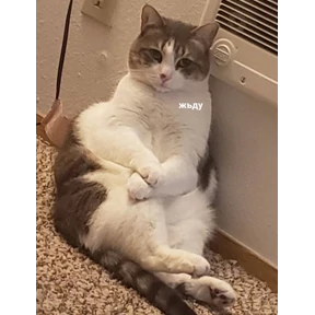 Котики №37