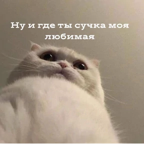 Котики №41