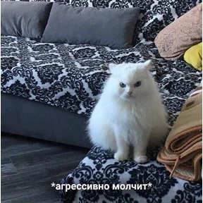 котики №14