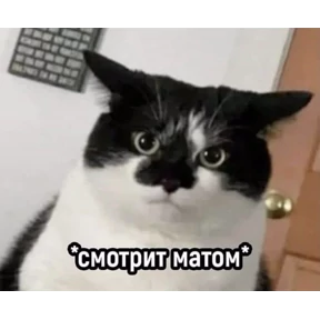 котики №18