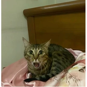 котики №21