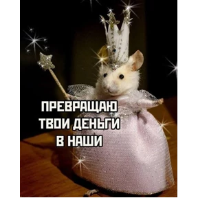 Котики №12
