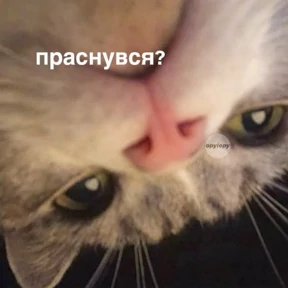 Котики №13