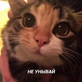 Котики №29