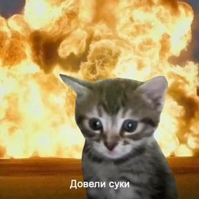 Котики №36