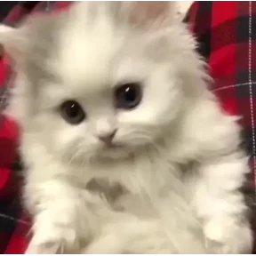 котики для котёночка №22