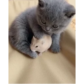 котики для котёночка №43