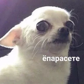 Животные №17