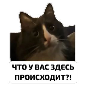 Крысиные №39