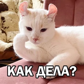Кот и Пёс №6