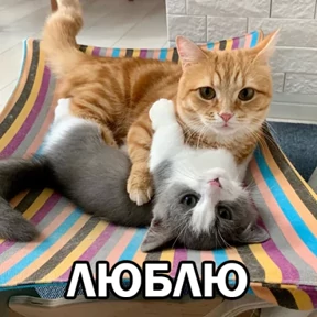 Кот и Пёс №8