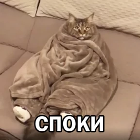 Кот и Пёс №1