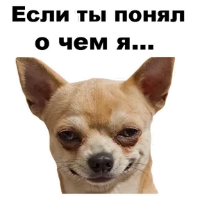 Собаки-мемы 2 №5