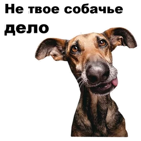 Собаки-мемы 2 №3