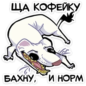 Хорёк Гера №20