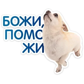Пёсели №17
