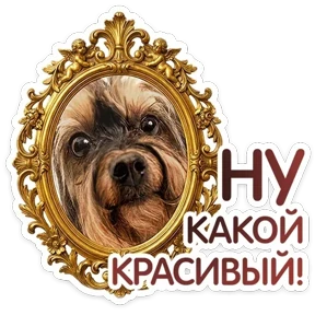 Пёсели №22
