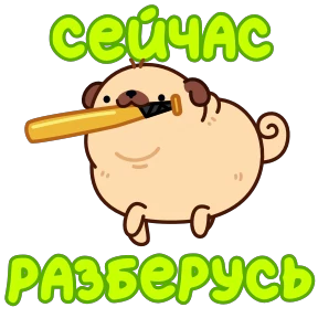 Мопс Пельмень №14