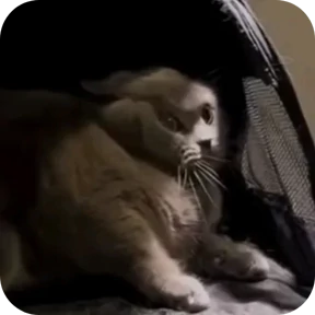Смешные котятки №2