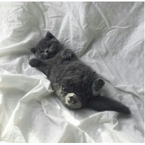 Котики 3 №2