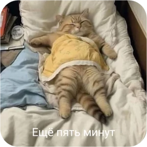 Котопак №20